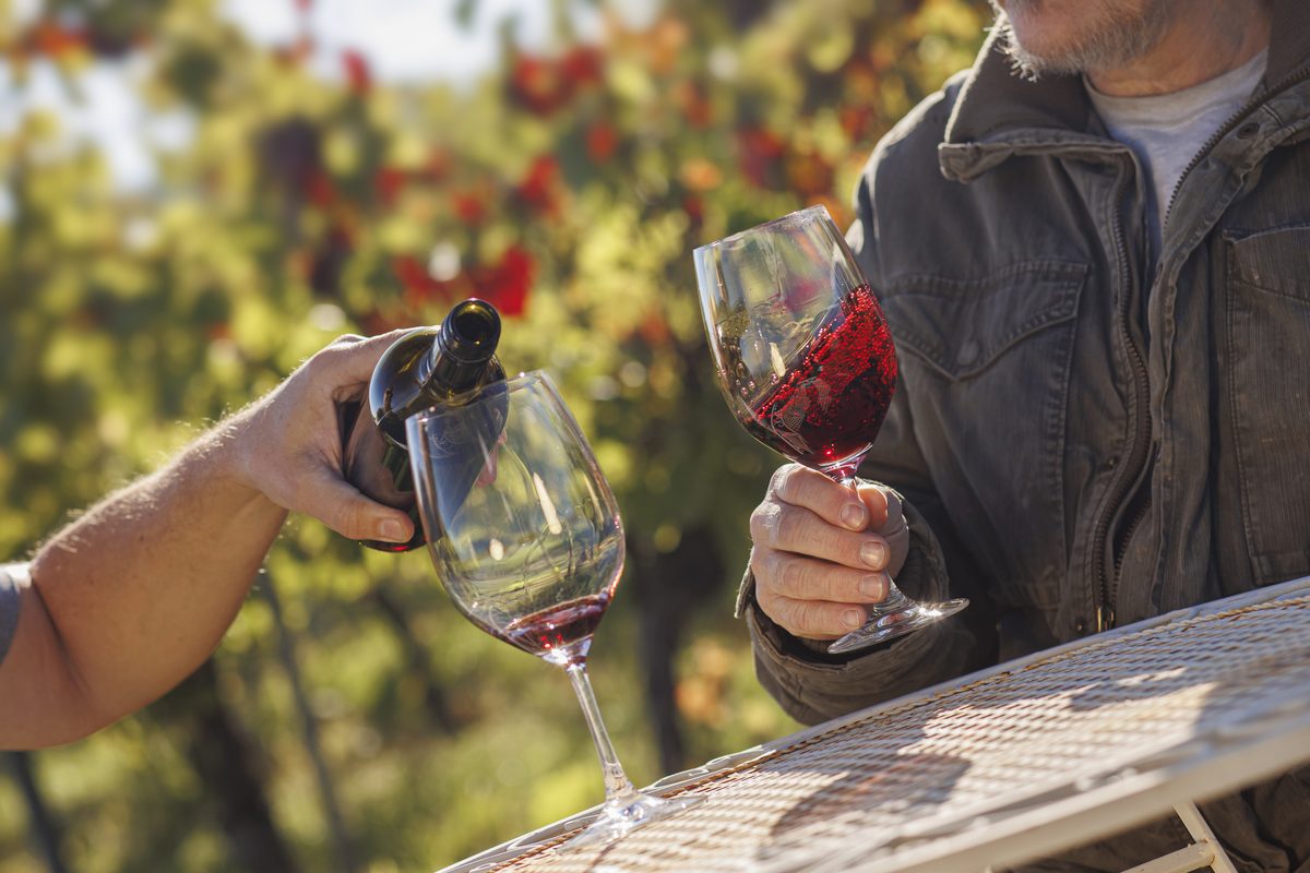 Blaufränkisch wird im Weingarten in ein Glas eingeschenkt, Zagersdorf